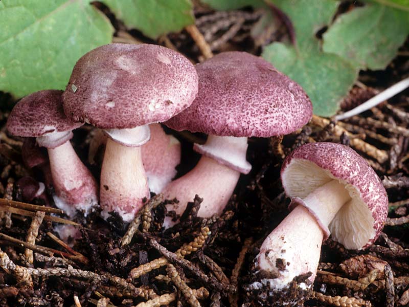 Lepiota roseolivida